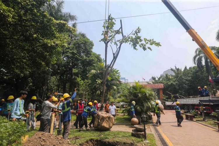 DENR planting Narra tree
