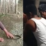 Leyte Cobra King 2