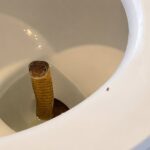 King Cobra