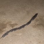 Strange Line of Rats