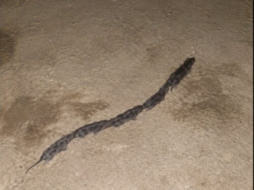 Strange Line of Rats
