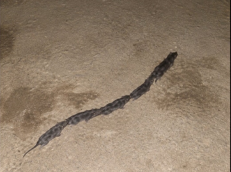Strange Line of Rats