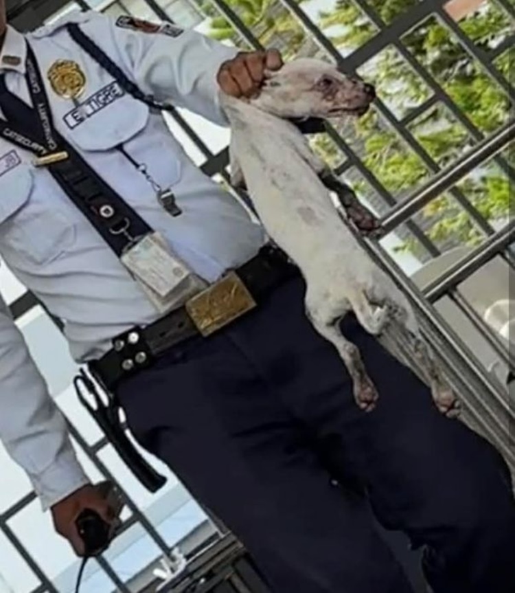 Animal Advocates