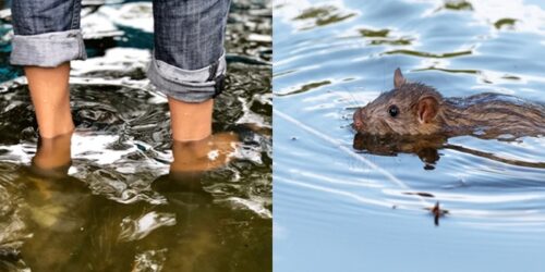 Rat, Leptospirosis 1