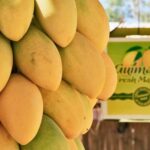 Sweet Guimaras Mangoes