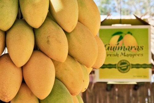 Sweet Guimaras Mangoes