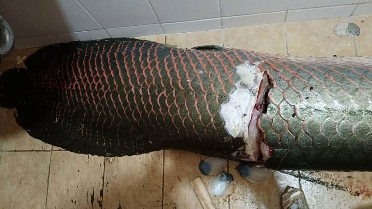 Arapaima 1
