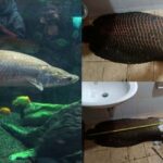 Arapaima