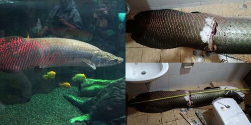 Arapaima