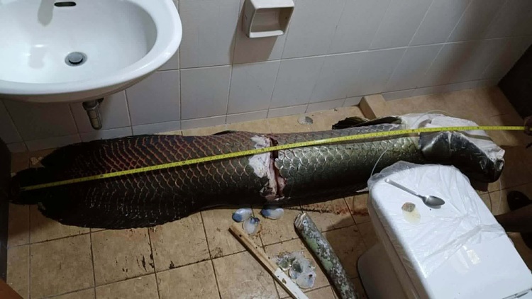 Arapaima