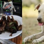Dog Meat 3