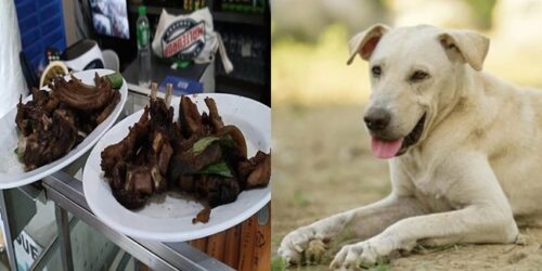 Dog Meat 3