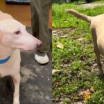 Euthanasia, dog Felicia 2