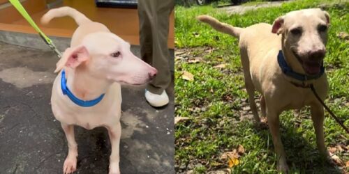 Euthanasia, dog Felicia 2