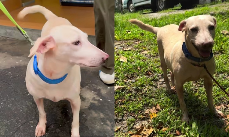 Euthanasia, dog Felicia