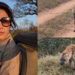 Gretchen Ho, Spotted Hyena