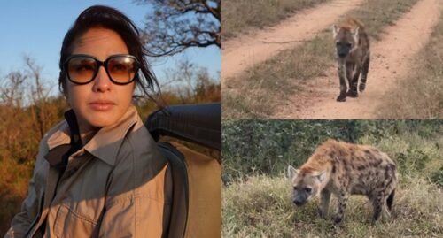 Gretchen Ho, Spotted Hyena