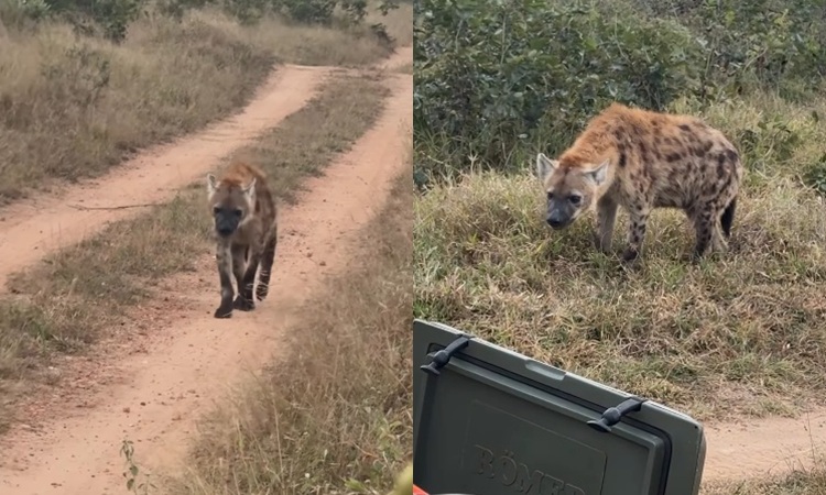 Spotted Hyena