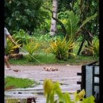 Stray Dogs
