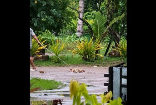 Stray Dogs