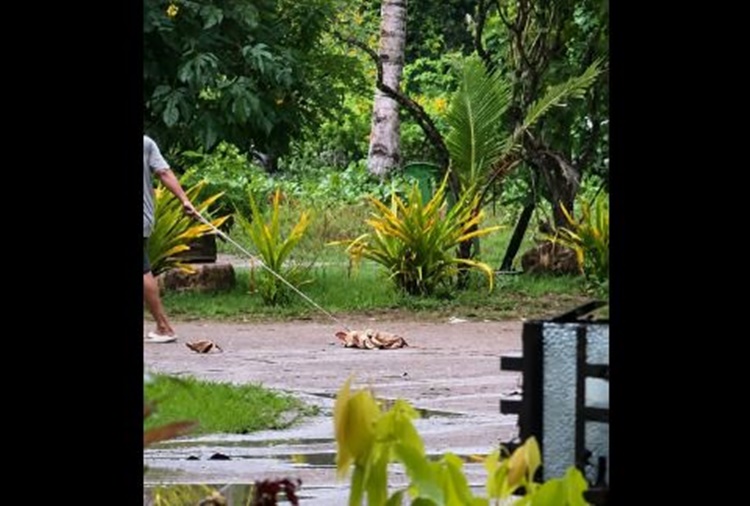 Stray Dogs
