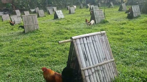 Farm Owner
