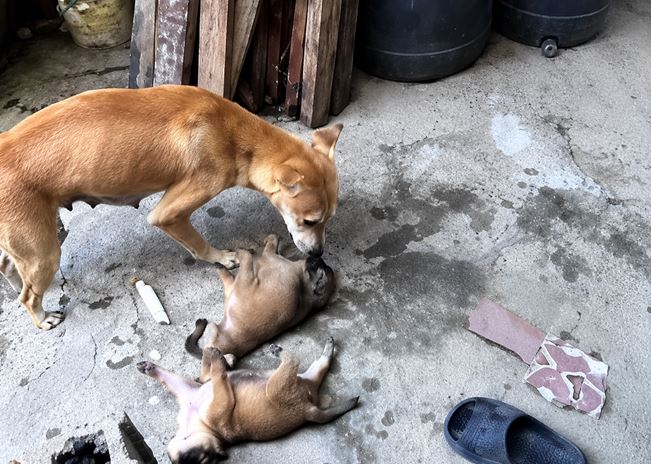 Puppies 