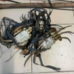 Crabs