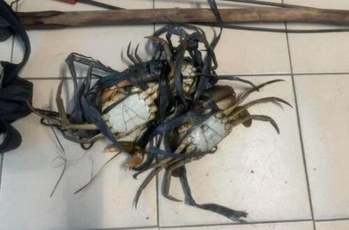 Crabs