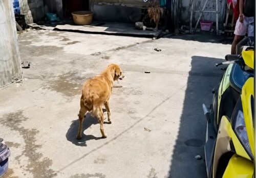 Dog