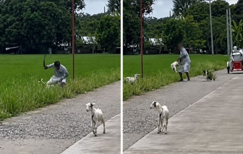 Baby Goats
