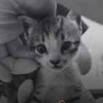 Kitten
