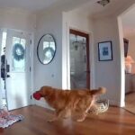 Friendly Guard Dog