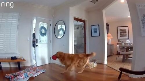 Friendly Guard Dog