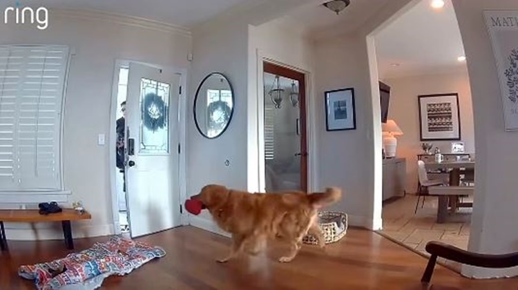 Friendly Guard Dog