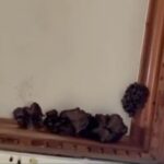 Large Mushrooms