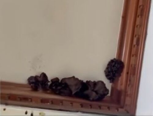 Large Mushrooms