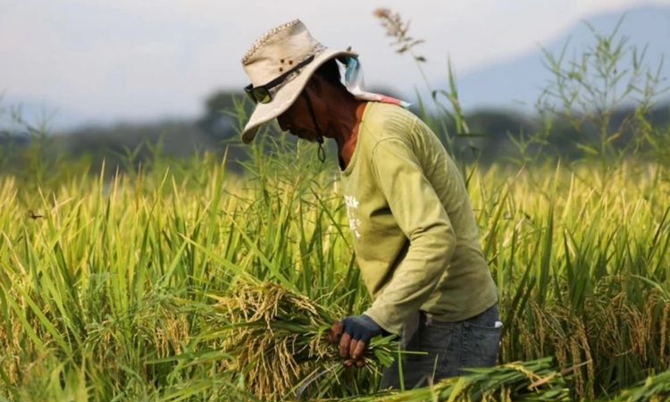 Agricultural Aid