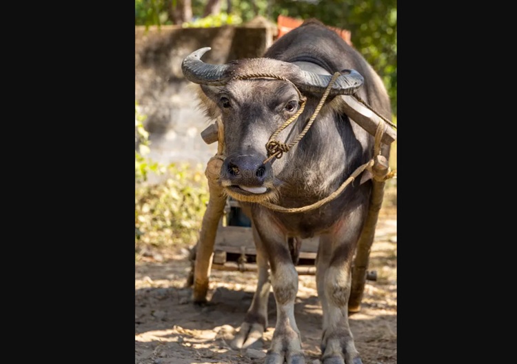 Carabao