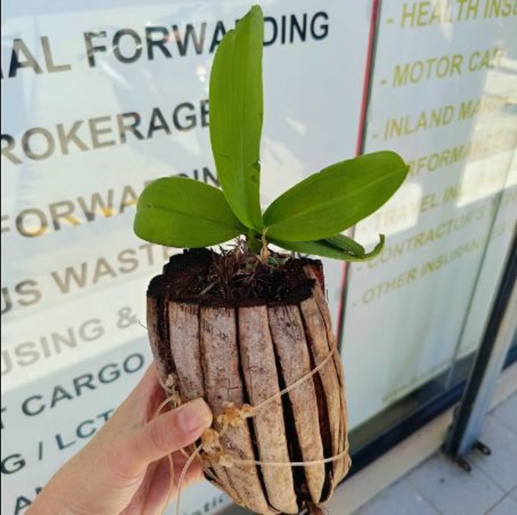 Elderly Orchid