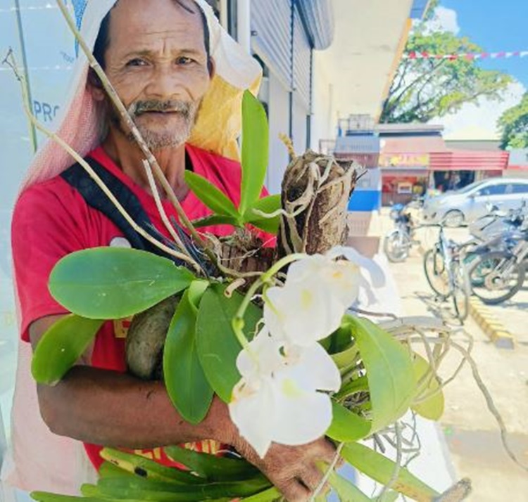 Elderly Orchid
